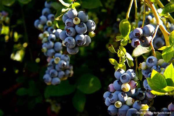 River Valley blueberry bushes filled with fruit