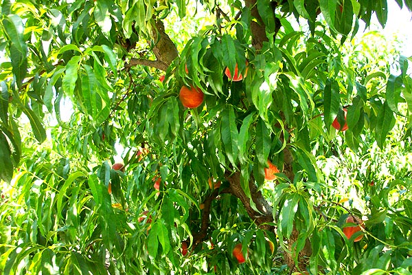 Peach tree with ripe peaches at the Circle K Ranch