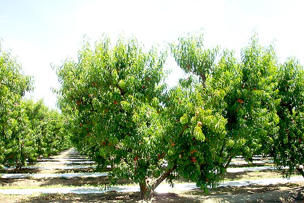 Circle K peach orchard