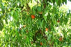 Circle K peache tree with peaches