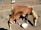 Miniture horses, Mama and baby