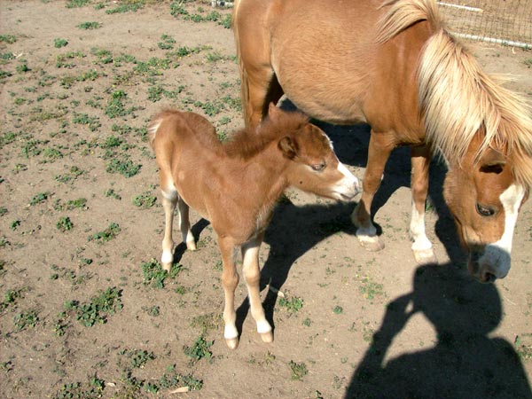 Aspen Acres Minature horses, mother and foal