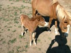 minature horses mother and newborn foal