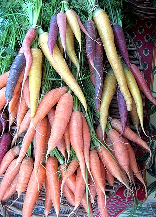 Beautiful multi-colored carrots