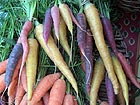 different colored carrots at farmer's market